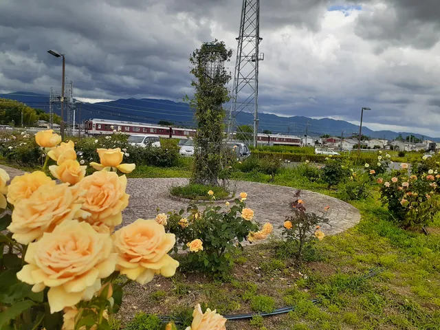 Kashihara Sports Park Rose Garden