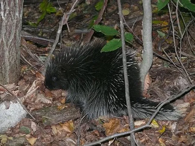 Parc National de Deng Deng