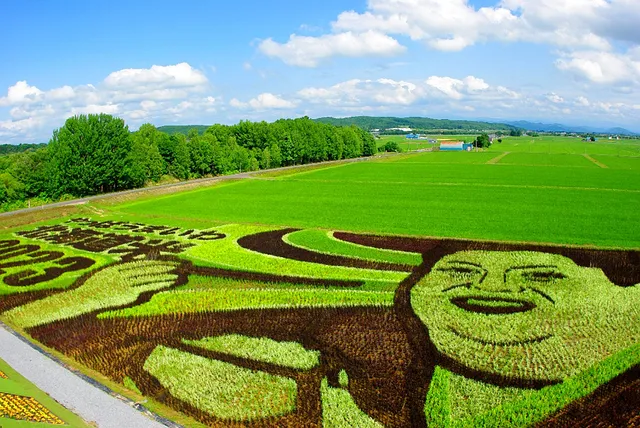 Tambo art (Art on rice fields -Asahikawa )