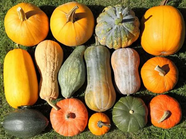 Sagra della Zucca e del suo Cappellaccio Ferrarese IGP