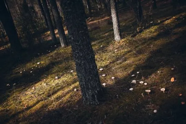 Clot de les tortugues