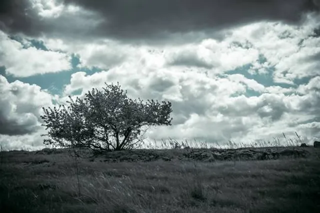 Severnoye Poberezh'ye Nevskoy Guby