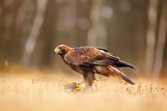 Cachoeira Salto Paraguassú