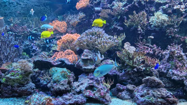 Marine Aquarium on Fichtelberg