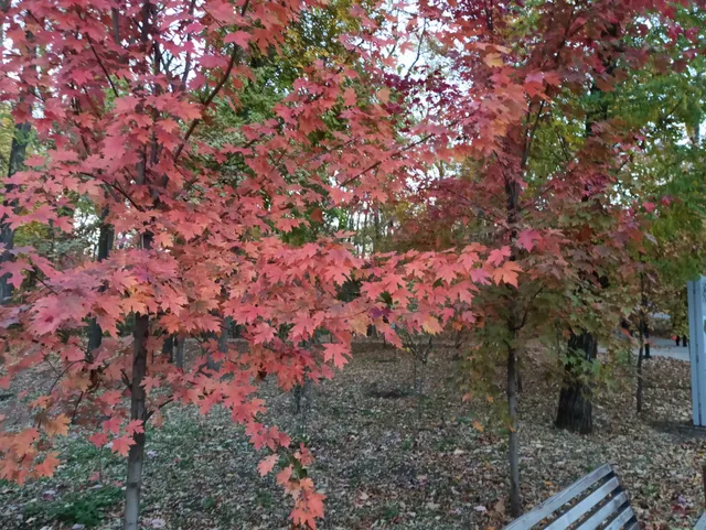 Park Kul'tury I Otdykha Osenniy