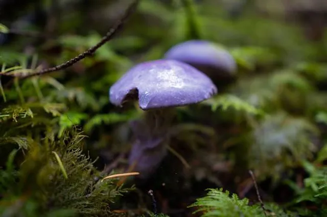 Mount Elphinstone Provincial Park