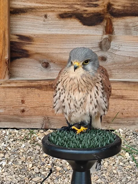 Surrey Hills Falconry