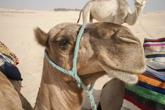 Oakfield Ranch Camel Rides