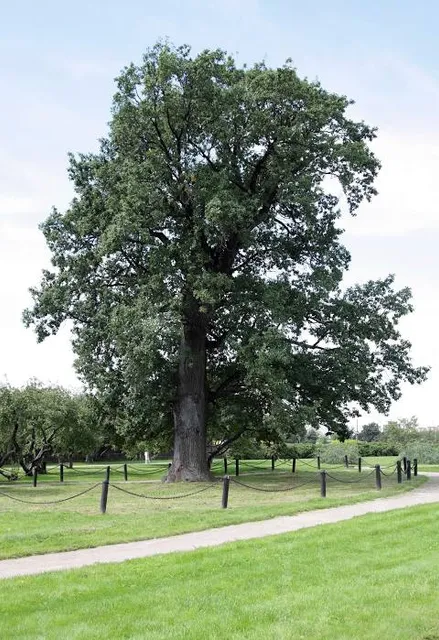 The Big Oak