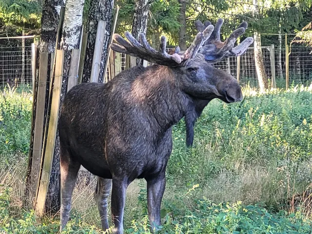 Laganland Elk Park
