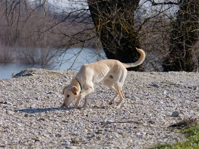 Tourujoki nature trail