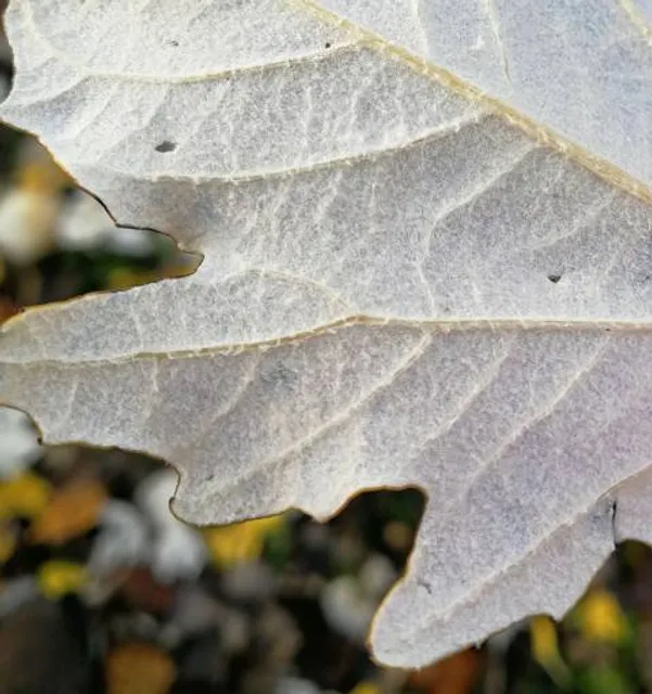 Spiaggia della Torretta