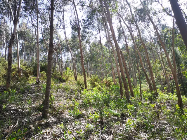 Parque Paleozóico de Valongo