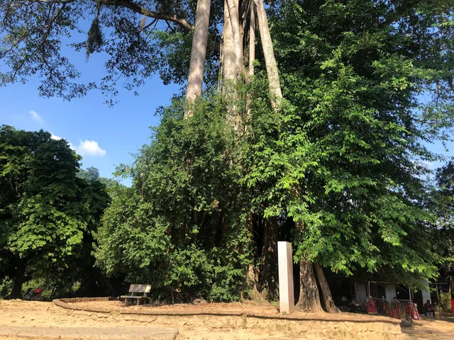 Cây Đa Khuôn Tát