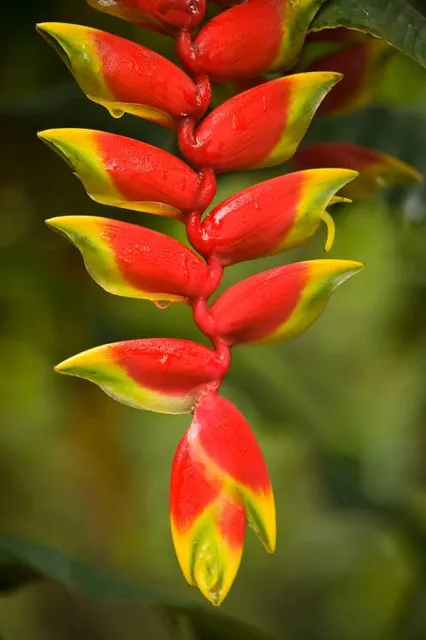 Abraham's Spice Garden