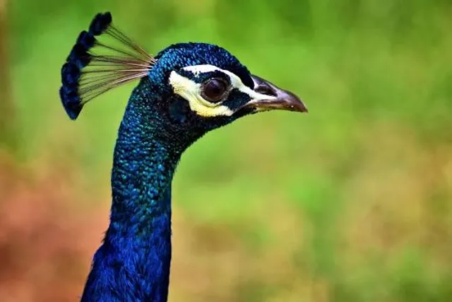 Garh Jungle Maharshi Medhashram