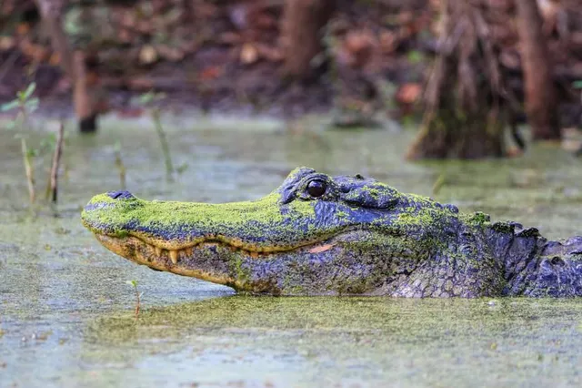 Brazos Bend State Park