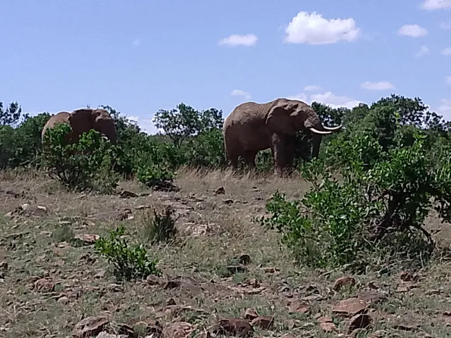 Loisaba Conservancy Headquarters & Workshop