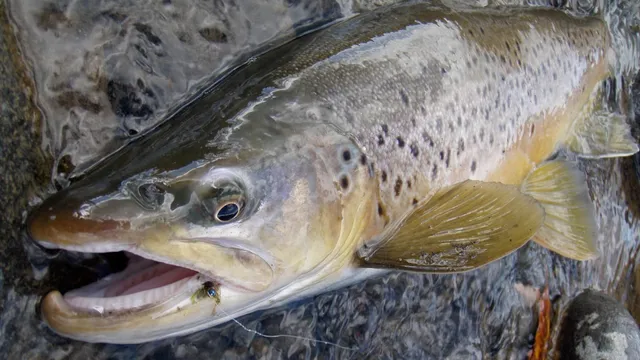 Riverstone Fly Fishing Guides in Tongariro, Turangi and Taupo