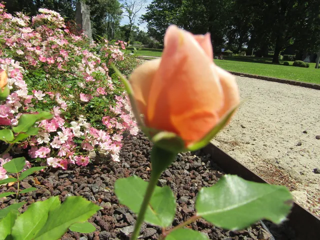 Internationale Rozentuin Coloma