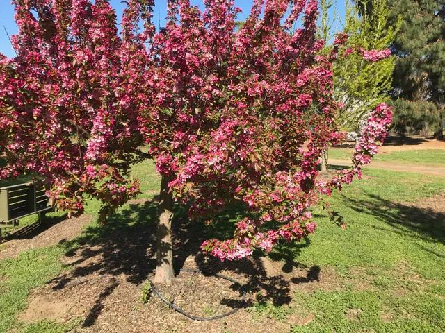 Hughson Arboretum and Gardens