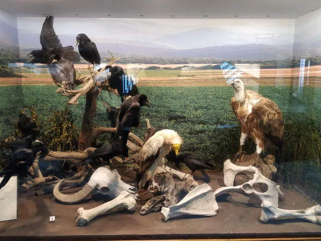 Natural History Museum