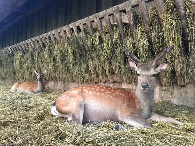 Dyre­haven i Nørre­skoven