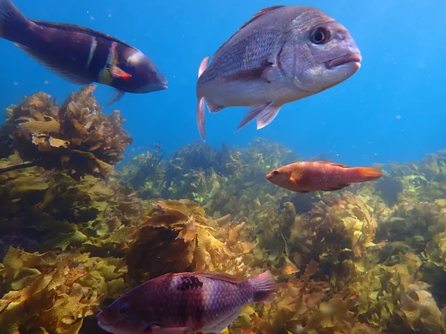 Bay Of Islands Snorkelling Ltd