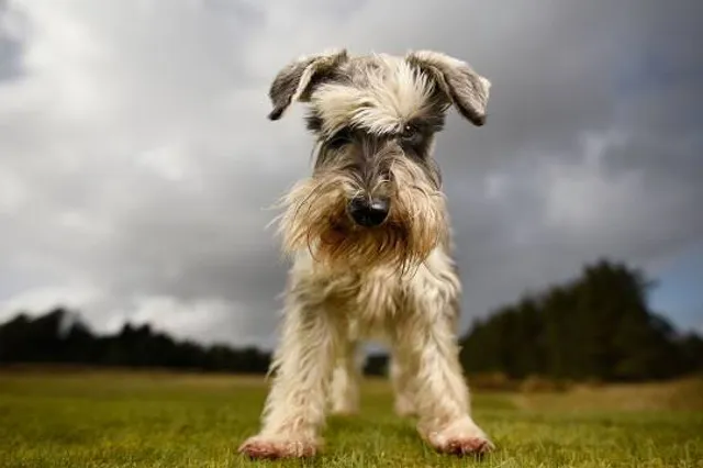 Palacerigg Country Park