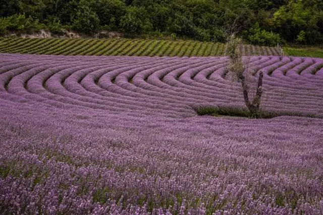 Lavender Kőröshegyi
