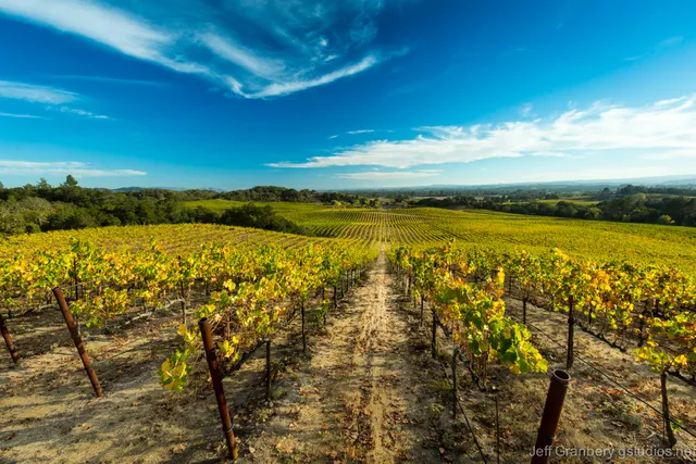 Windsor Oaks Vineyards