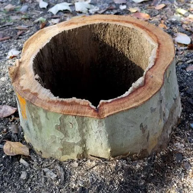 Sycamore Stump & Old Ben
