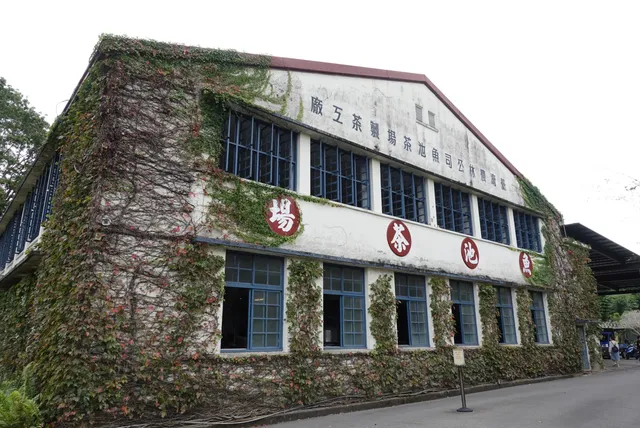 Antique Assam Tea Farm