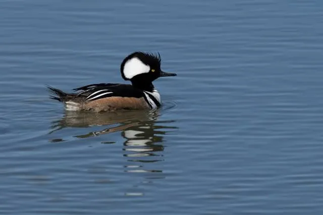 Edwin B. Forsythe National Wildlife Refuge
