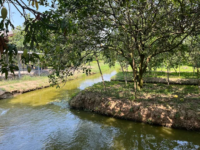 สวนส้มโอขาวแตงกวา สวนโชคชัย