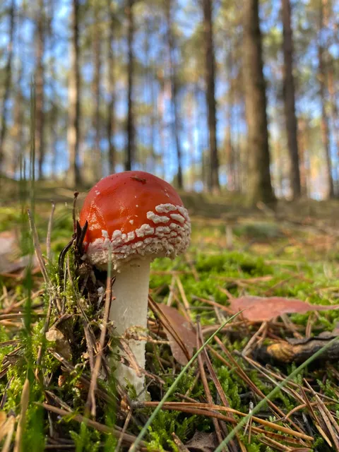 Rezerwat przyrody Janie im. Włodzimierza Korsaka