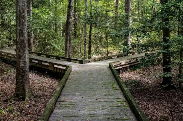 Dismal Swamp State Park