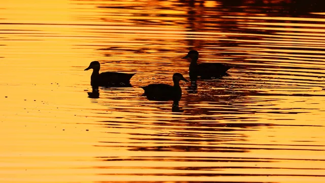 OPM Prozesky Bird Sanctuary