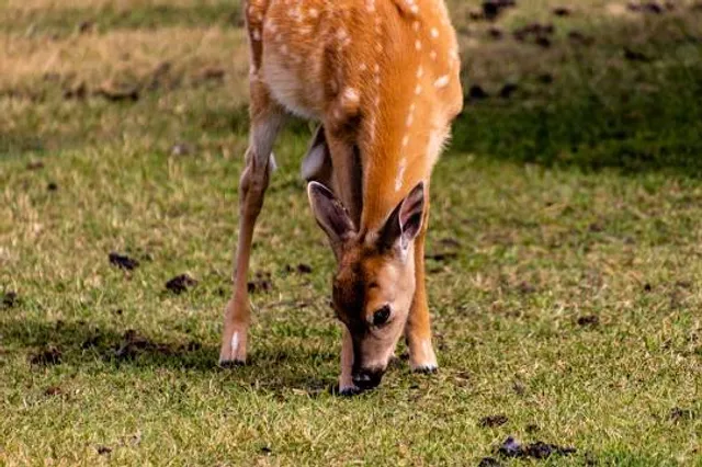 Waterfall Carispaccha