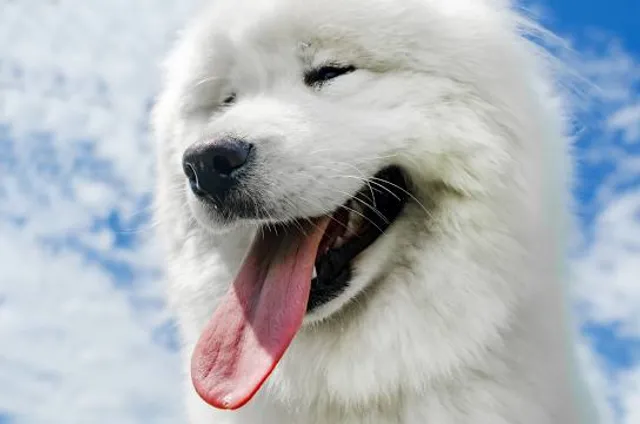 городское поселение Сосногорск