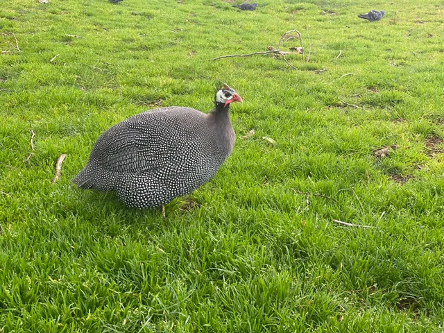 Cornwall Park Gas BBQ