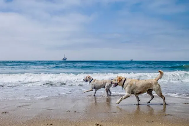 Dog Beach