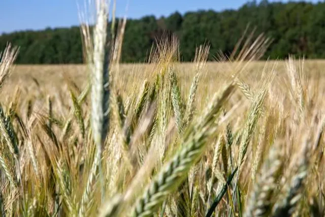 Rezerwat Przyrody Jezioro Piaseczno