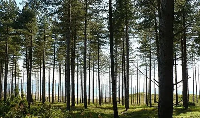 Newborough Forest