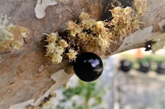 Wantagh Preservation Society