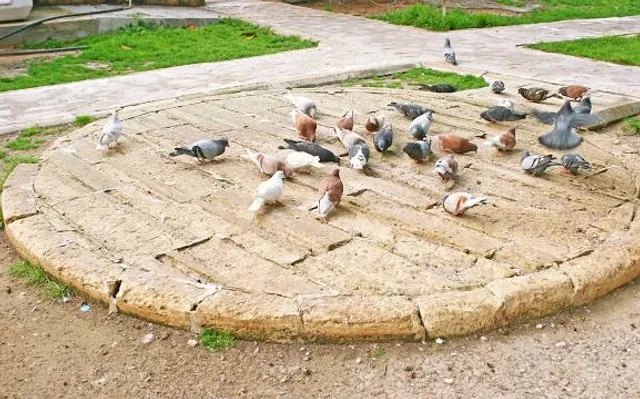 Dendropark "Neskuchne"