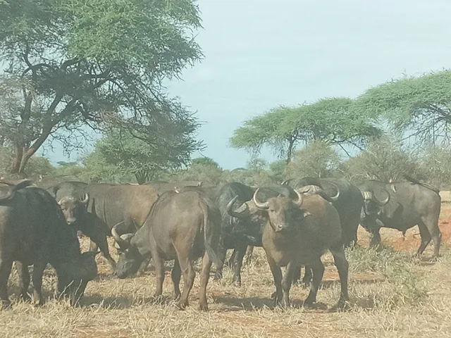 The Malilangwe Trust