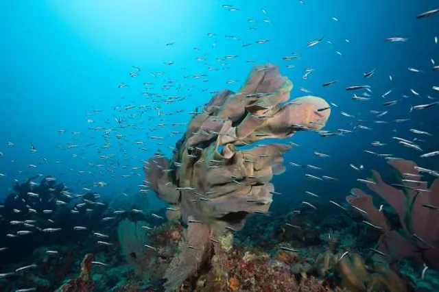 Aquatic Gallery - Science City