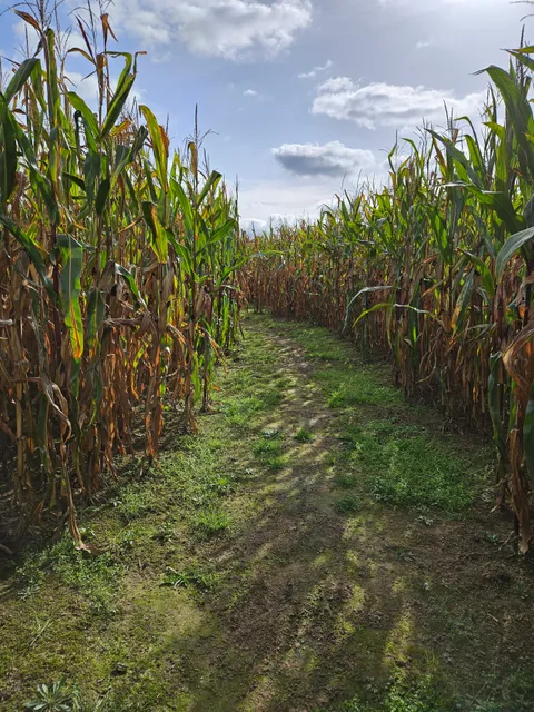 Maisirrgarten - Mehringer Heide