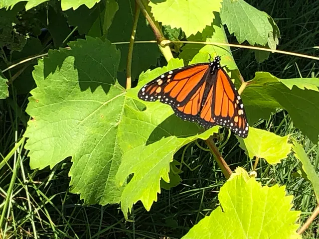 WaterFire Vineyards - Torch Lake Winery